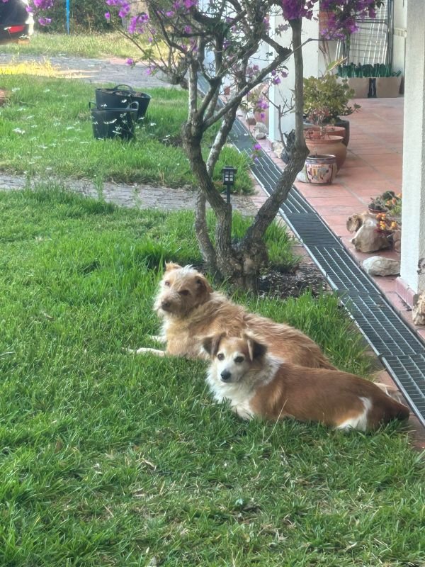 Dogs Mata House Portugal