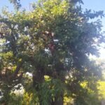 Tree 3