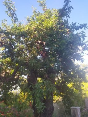 Tree 3